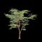 3d illustration of Stewartia monadelpha tree isolated on black background