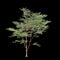 3d illustration of Stewartia monadelpha tree isolated on black background