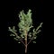 3d illustration of Stewartia monadelpha tree isolated on black background