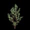 3d illustration of Stewartia monadelpha tree isolated on black background