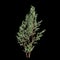 3d illustration of Stewartia monadelpha tree isolated on black background