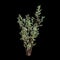 3d illustration of Stewartia monadelpha tree isolated on black background