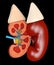 3d illustration of Structure of the kidney medical. Science medical educational material