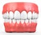 3D illustration teeth and gum model.