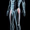 3d illustration of the tensor fasciae latae muscles on xray musculature