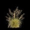 3d illustration of Themeda triandra bush isolated on black background