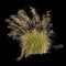 3d illustration of Themeda triandra bush isolated on black background