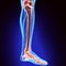 3D illustration of Tibia - Part of Human Skeleton.