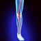 3D illustration of Tibia - Part of Human Skeleton.