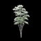 3d illustration of toona sinensis Flamingo snow covered tree isolated on black background