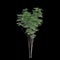 3d illustration of Toona sinensis tree isolated on black background