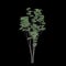 3d illustration of Toona sinensis tree isolated on black background