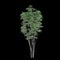 3d illustration of Toona sinensis tree isolated on black background