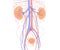 3D illustration of the urinary system, highlighted on line anatomy background.