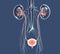 3D illustration urinary system, kidneys, ureters and urinary bladder. - IlustraciÃ³n