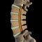3d illustration of vertebral column section