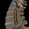 3d illustration of vertebral column section on black background