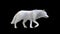 3d Illustration white wolf isolate on dark background, arctic wolf.