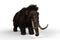 3D illustration of a Woolly Mammoth, the extinct relative of the modern Elephant isolated on a white background