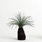 3d illustration of Xanthorrhoea arborea tree isolated on white background