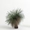 3d illustration of Xanthorrhoea arborea tree isolated on white background