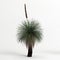 3d illustration of Xanthorrhoea arborea tree isolated on white background