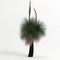 3d illustration of Xanthorrhoea arborea tree isolated on white background