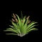 3d illustration of Xeronema callistemon bush isolated on black background