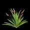 3d illustration of Xeronema callistemon bush isolated on black background