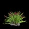 3d illustration of Xeronema callistemon bush isolated on black background