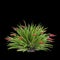 3d illustration of Xeronema callistemon bush isolated on black background