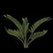 3d illustration of zamia furfuracea plant isolated on black background