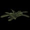 3d illustration of zamia furfuracea plant isolated on black background