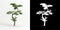 3d illustration of Zanthoxylum piperitum bonsai isolated on white and its mask