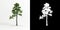 3d illustration of Zanthoxylum piperitum bonsai isolated on white and its mask