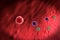 3D illustrations of phagocyte kills viruses