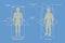 3D Isometric Flat Vector Conceptual Illustration of Human Body Anatomical Planes