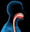 3d Mouth and esophagus