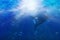 3d orca underwater