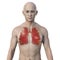 A 3D photorealistic illustration portraying an Asian man with transparent skin, showcasing his lungs affected by miliary