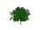 3d picture, green bush on a white background. Landscape design object, subject of ecology