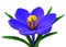 3D Pixel Flower Crocus On White Background