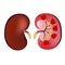 3D Realistic anatomy vector kidney, normal kidney. Anatomy human. Medicine concpet, vecotor illustration isolated on