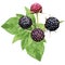 3D realistic black raspberry isolated on white background. Collection ripe black raspberry with green leaft. Fresh