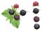 3D realistic black raspberry isolated on white background. Collection ripe black raspberry with green leaft. Fresh