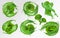 3D realistic broccoli. Collection fresh vegetables. Broccoli cabbage with splash liquid. Nature product. Detailed vector