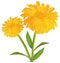 3d realistic calendula with green leaf on white background. Marigold flowers. Vector illustrator. Calendula close up.