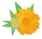3d realistic calendula with green leaf on white background. Marigold flowers. Vector illustrator. Calendula close up