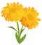 3d realistic calendula with green leaf on white background. Marigold flowers. Vector illustrator. Calendula close up.
