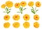 3d realistic calendula. Set marigold flower isolated on white background.Calendula officinalis. Vector illustration